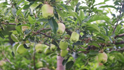 天水：南山花牛攀滿枝 “青春華章”采風記