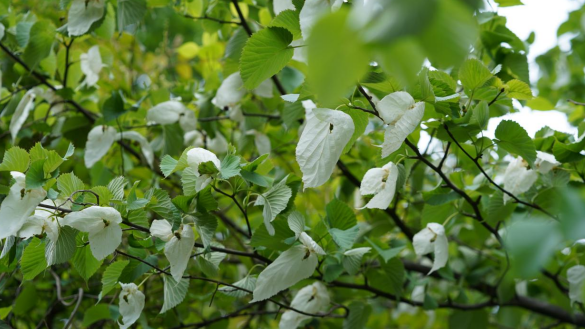 Hundreds of “Living Fossil” Dove Trees Discovered in Fengdu, Chongqing_fororder_圖片2