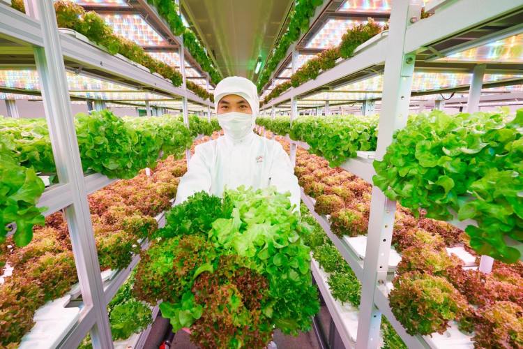 下一站沙特！“濱江造”AI植物工廠成功出海
