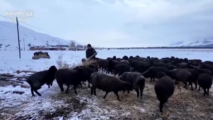 視頻丨浩浩蕩蕩！新疆特克斯11萬頭牲畜開啟春季轉場