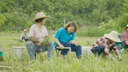 馬踏溪畔藥材香 湖南澧縣開出致富“良方”