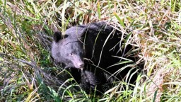 日本開始允許警察使用步槍驅熊_fororder_0b58ac10fc2a4532aa2b2d214aa86283