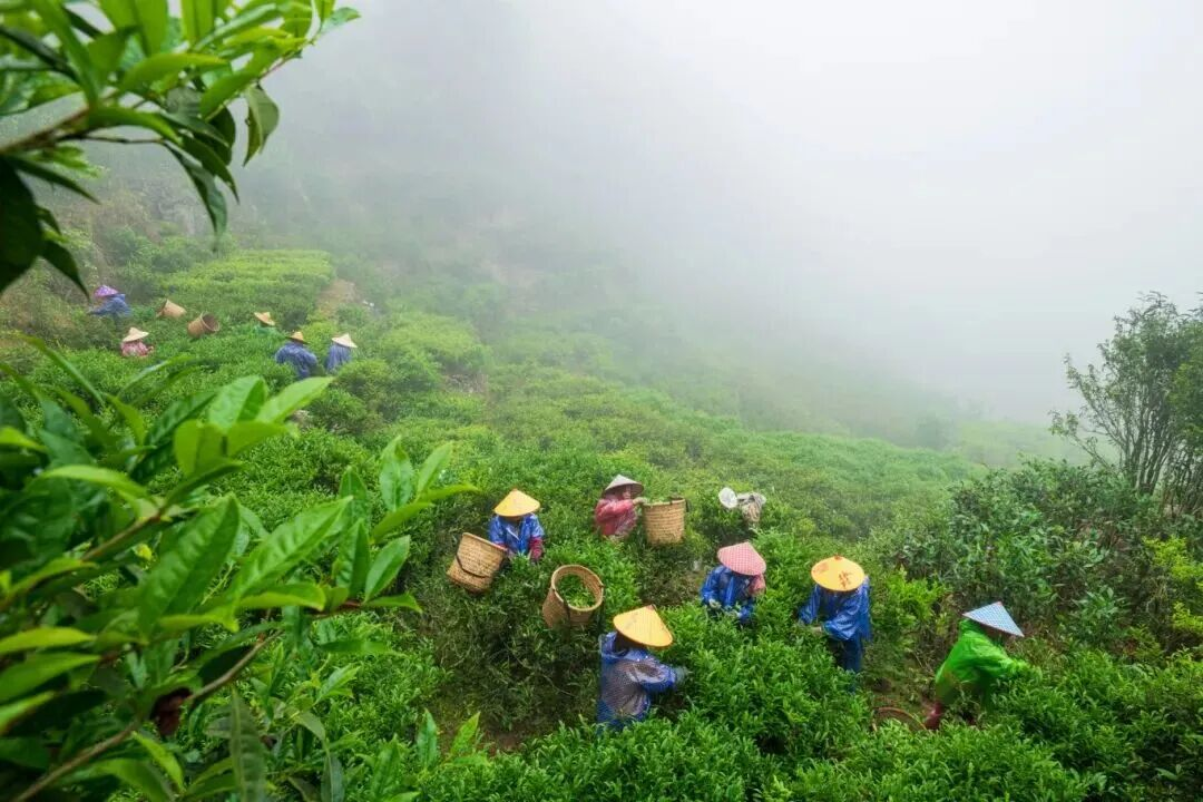 Chaozhou Dancong Tea: A Millennia-Old Fragrance, Shared with the World_fororder_圖片4