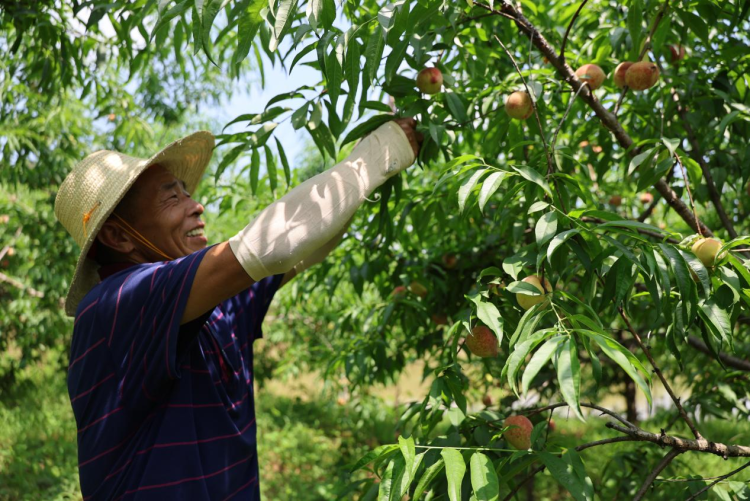 湖南衡山縣紅脆桃上市 電商助力拓銷路_fororder_圖片1