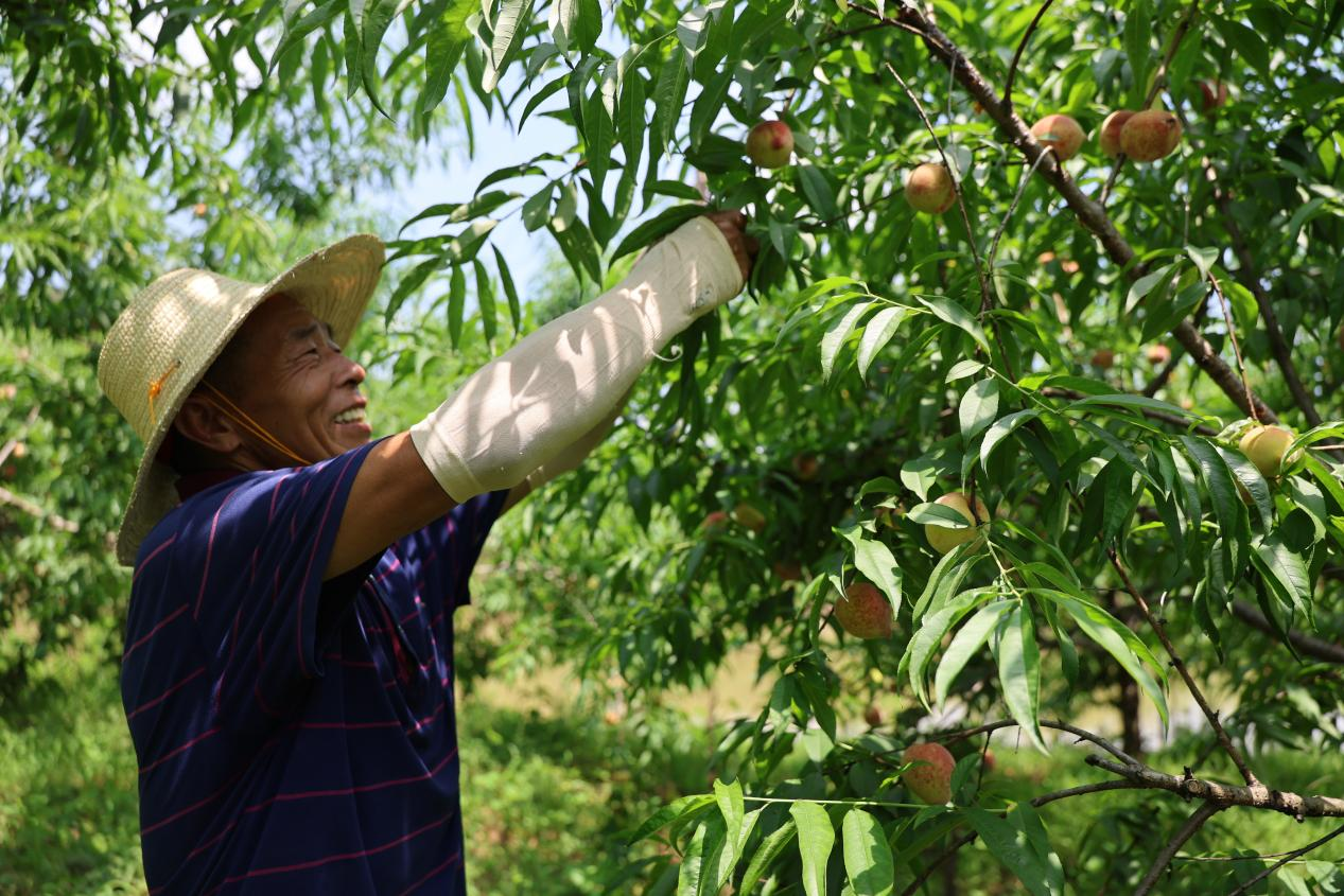 湖南衡山縣紅脆桃上市 電商助力拓銷路_fororder_圖片1