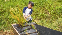 五指山牙胡梯田： 稻浪翻滾慶豐收