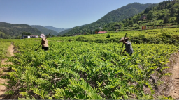 玉竹産業賦能湖南新寧靖位鄉致富路