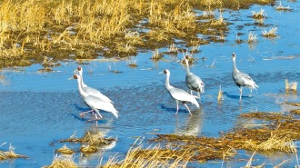興安盟：三萬候鳥雲集科爾沁