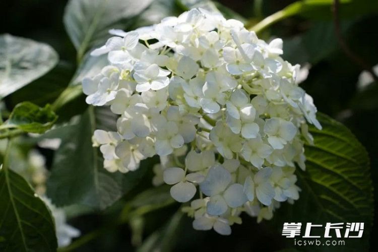 組圖｜滿園繡球花 等你來打卡_fororder_4