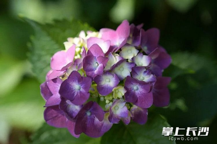 組圖｜滿園繡球花 等你來打卡_fororder_2