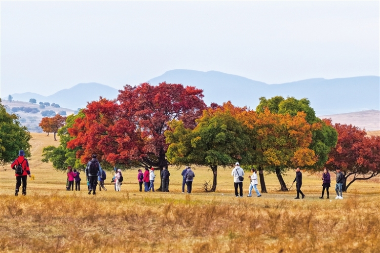 走!楓葉正紅,踏秋去!_fororder_3