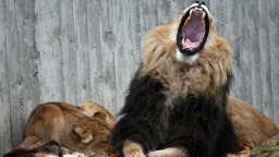 巴基斯坦打擊非法飼養猛獸_fororder_49480c73074445b0a4e134310c207dbc_s