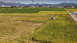 黃山市徽州區：稻花伴金浪 再生稻頭茬開鐮忙