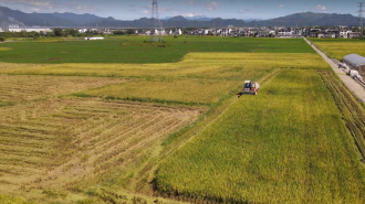 黃山市徽州區：稻花伴金浪 再生稻頭茬開鐮忙