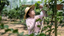 匯聚六大洲同緯度優質果種，孕育湖南水果産業新未來