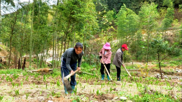 湖南新寧林下經濟點綠成金 生態富民雙向共贏_fororder_圖片4