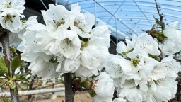 張家川縣：櫻花翩躚迎新春