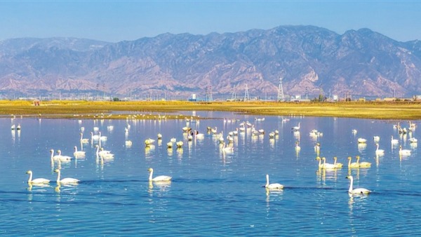 候鳥共秋舞翩躚