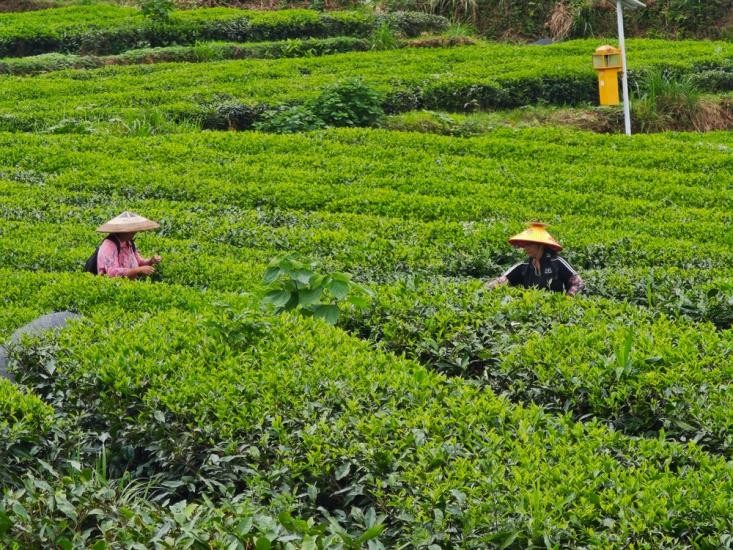 「茶葉智造」新パラダイム貴州抹茶の香り漂う世界_fororder_圖片4