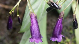 湖南南山國家公園候選區發現植物新種“南山馬鈴苣苔”