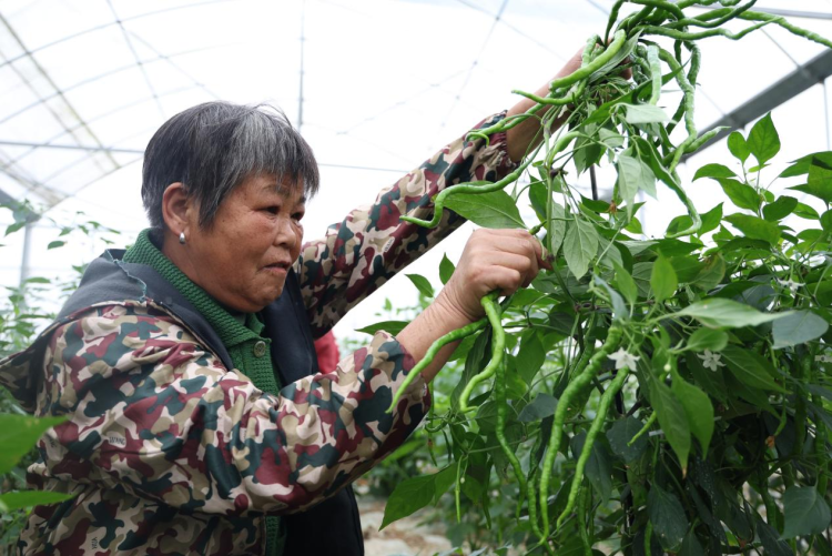 湖南衡山縣秋延後辣椒批量上市_fororder_圖片1