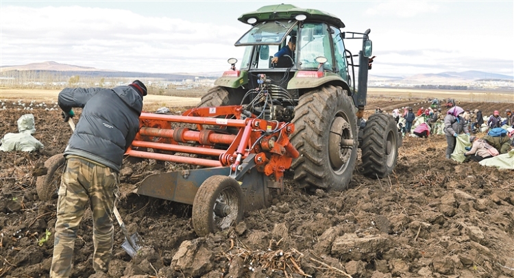 首批“寒地金根”采收上市_fororder_1