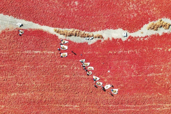 湘椒西移滿“疆”紅_fororder_1