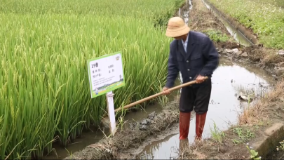 “唇齒留香”的“海南好米”走上老百姓餐桌_fororder_圖片4