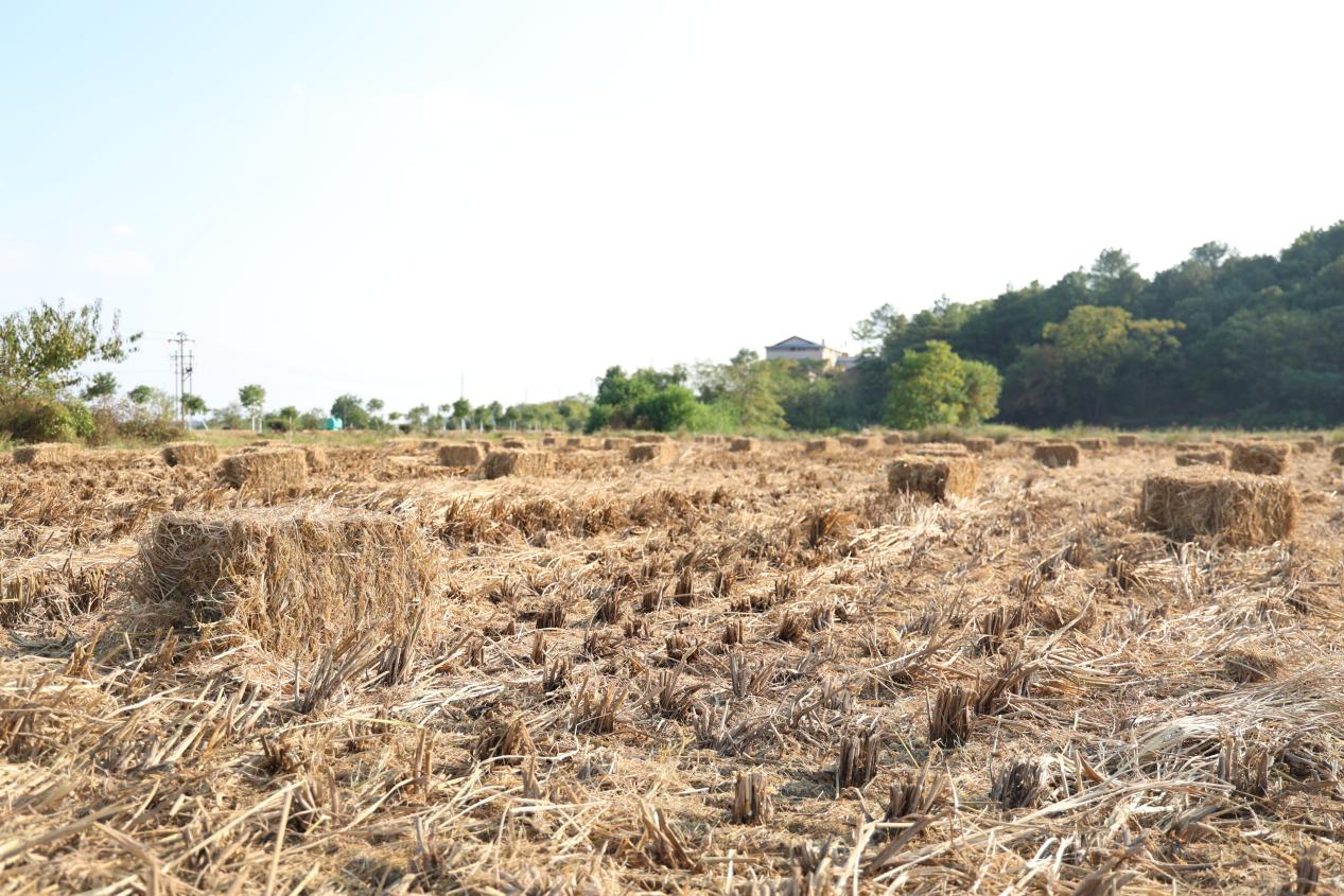 湖南衡山縣秸稈打捆離田騰沃土 助力油菜種植_fororder_圖片2