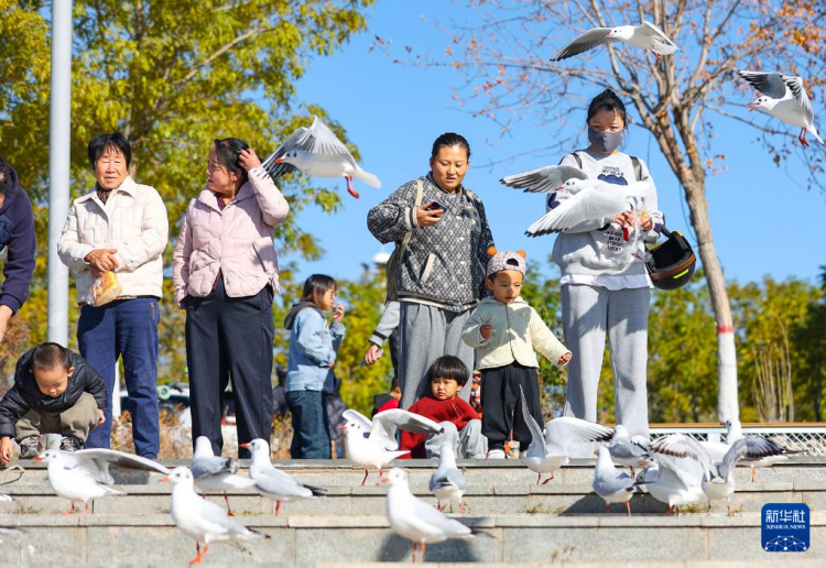 秋日烏海 人鷗同樂_fororder_20251101795fe1fe5c27464893f63c839e055b43_2025110144b9959dd611412a94b26aafeb90a4e3