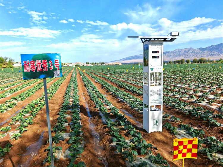 甘肅山丹：點土成金“硒”望無限 富硒農品走俏滬粵市場_fororder_2