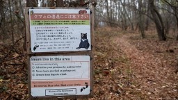 本年度日本野熊襲擊致死人數達10人 為歷史新高_fororder_3d1ab31062164d1bbc1620962e7153bf