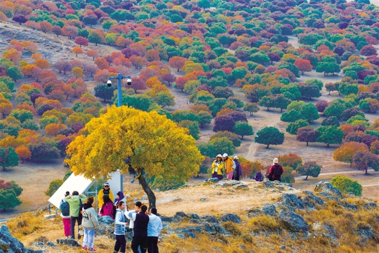 走!楓葉正紅,踏秋去!_fororder_1