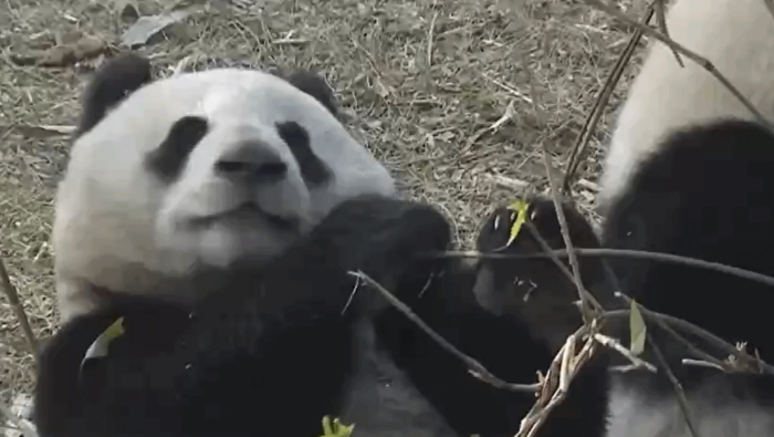 視頻丨新春限定菜單上新 國寶大熊貓版年夜飯Vlog已上線