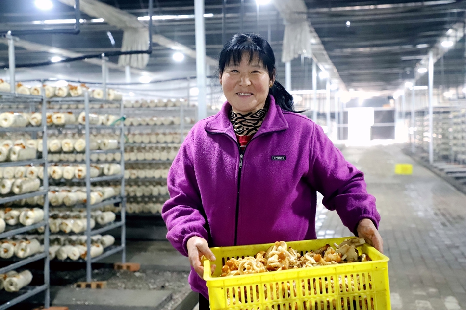天水市清水縣：食用菌産業“多點開花”鄉村振興“菇”舞人心_fororder_IMG_2680-副本