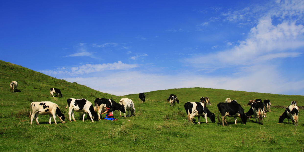 Nanshan Pasture in Hunan Promotes High-Quality Dairy Development Through Technological Innovation_fororder_圖片1
