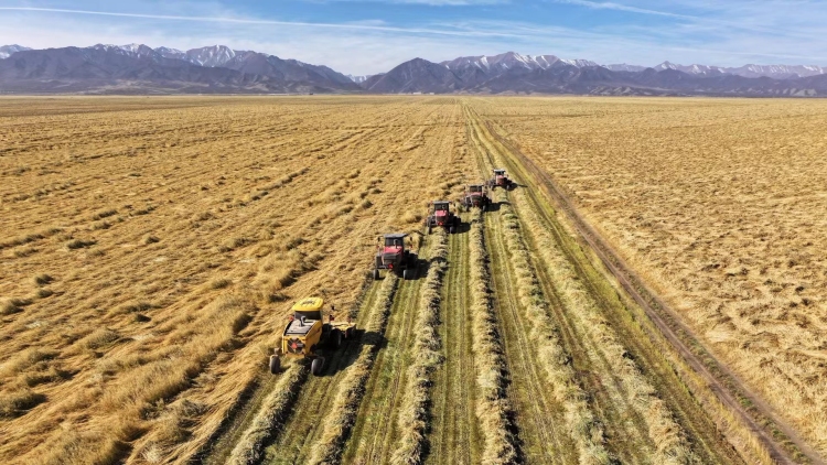 山丹草原畜牧業轉型升級繪出鄉村振興新畫卷_fororder_山丹牧草迎來豐收季