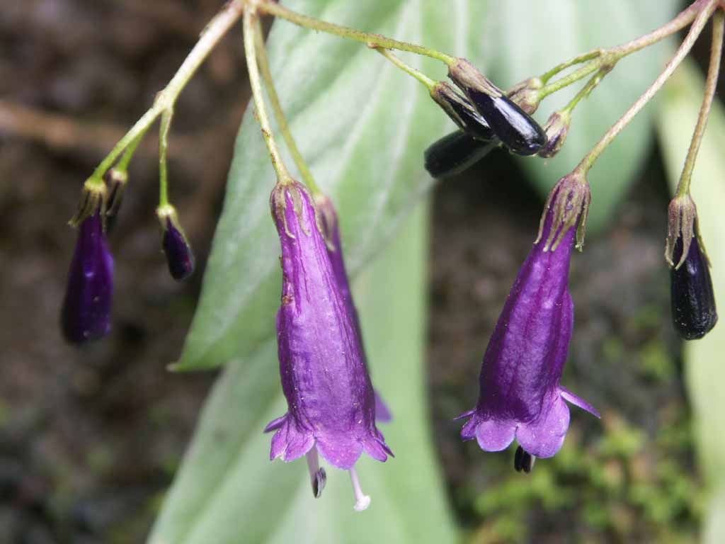 湖南南山國家公園候選區發現植物新種“南山馬鈴苣苔”_fororder_1
