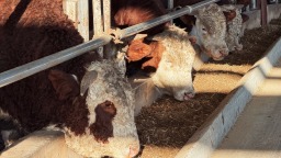 中國工商銀行榆中支行精準服務 助力農業企業“牛”勁十足