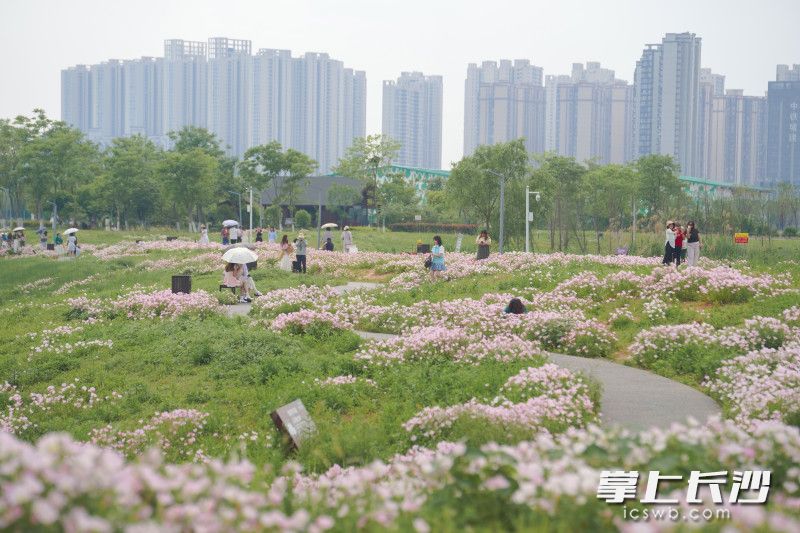 組圖丨“莫奈花園”空降洋湖！千畝粉白月見草編織星城春日童話_fororder_3