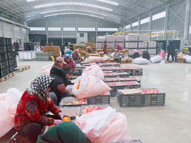 天水秦安魏店鎮：強村公司激活産業新動能_fororder_(1)5