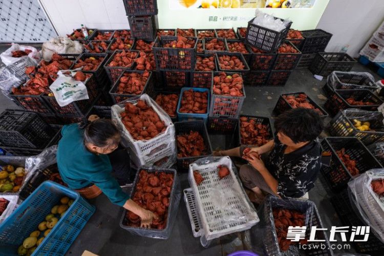匯聚六大洲同緯度優質果種，孕育湖南水果産業新未來_fororder_4