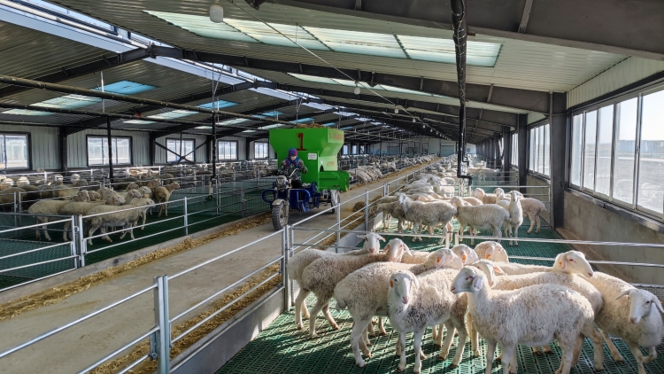 山丹草原畜牧業轉型升級繪出鄉村振興新畫卷_fororder_山丹縣標準化羊場育肥舍工作人員正在給育肥羊添加飼料