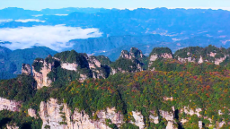 秋分時節楊家界秋意正濃，山林漸染引客來