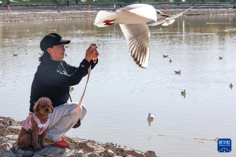 秋日烏海 人鷗同樂_fororder_20251101795fe1fe5c27464893f63c839e055b43_20251101213f772dbfc64f0d995ced9d633bcb97