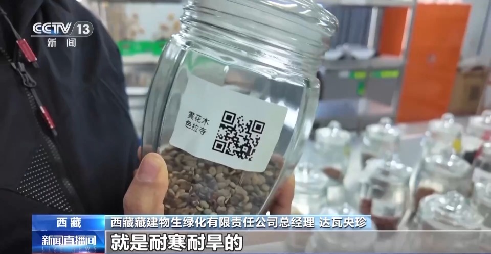 4年栽植苗木1.2億多株 看拉薩高原如何披“綠裝”