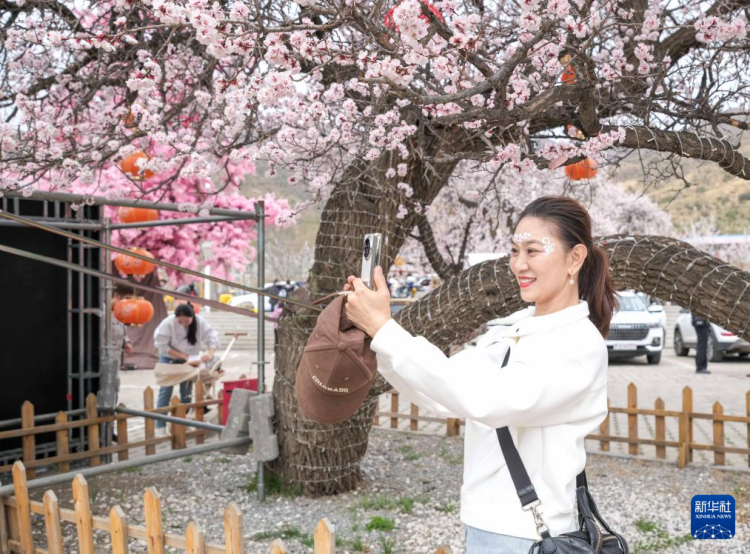 呼和浩特：杏花谷裏春意鬧_fororder_2025042167622c0ed62e4971a3b6884906e19c9a_20250421211fa76665dc414a9e7be69f84bb933f