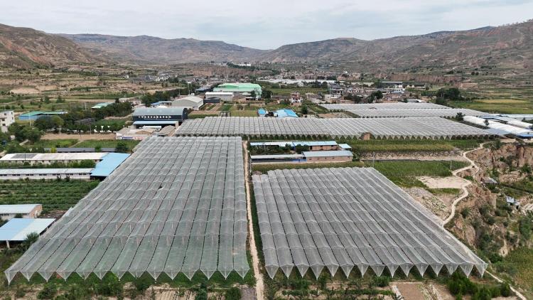天水甘谷：有機種植賦能果品産業 生態理念引領健康未來
