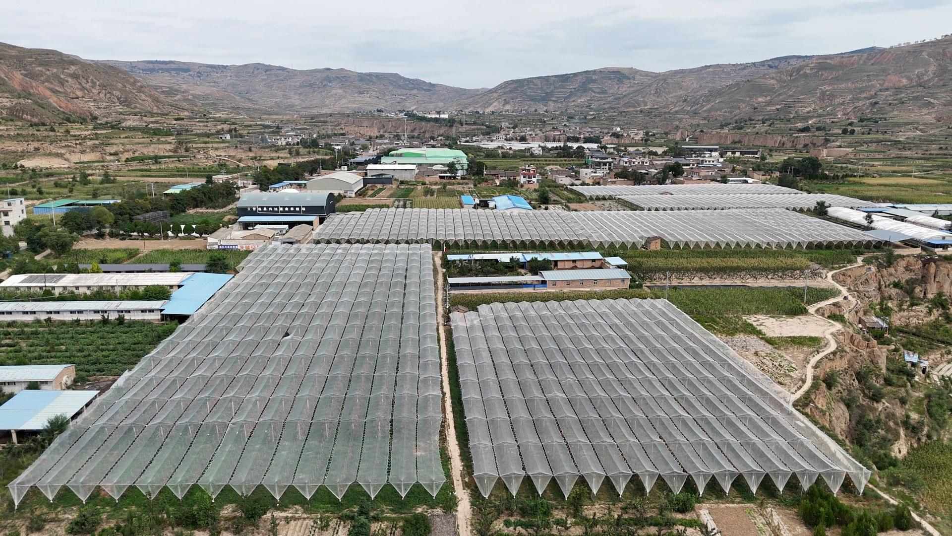 天水甘谷：有機種植賦能果品産業 生態理念引領健康未來
