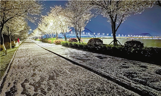 杭州櫻花跑道 今年落櫻不掃_fororder_qjwb20250328a0001v01b008